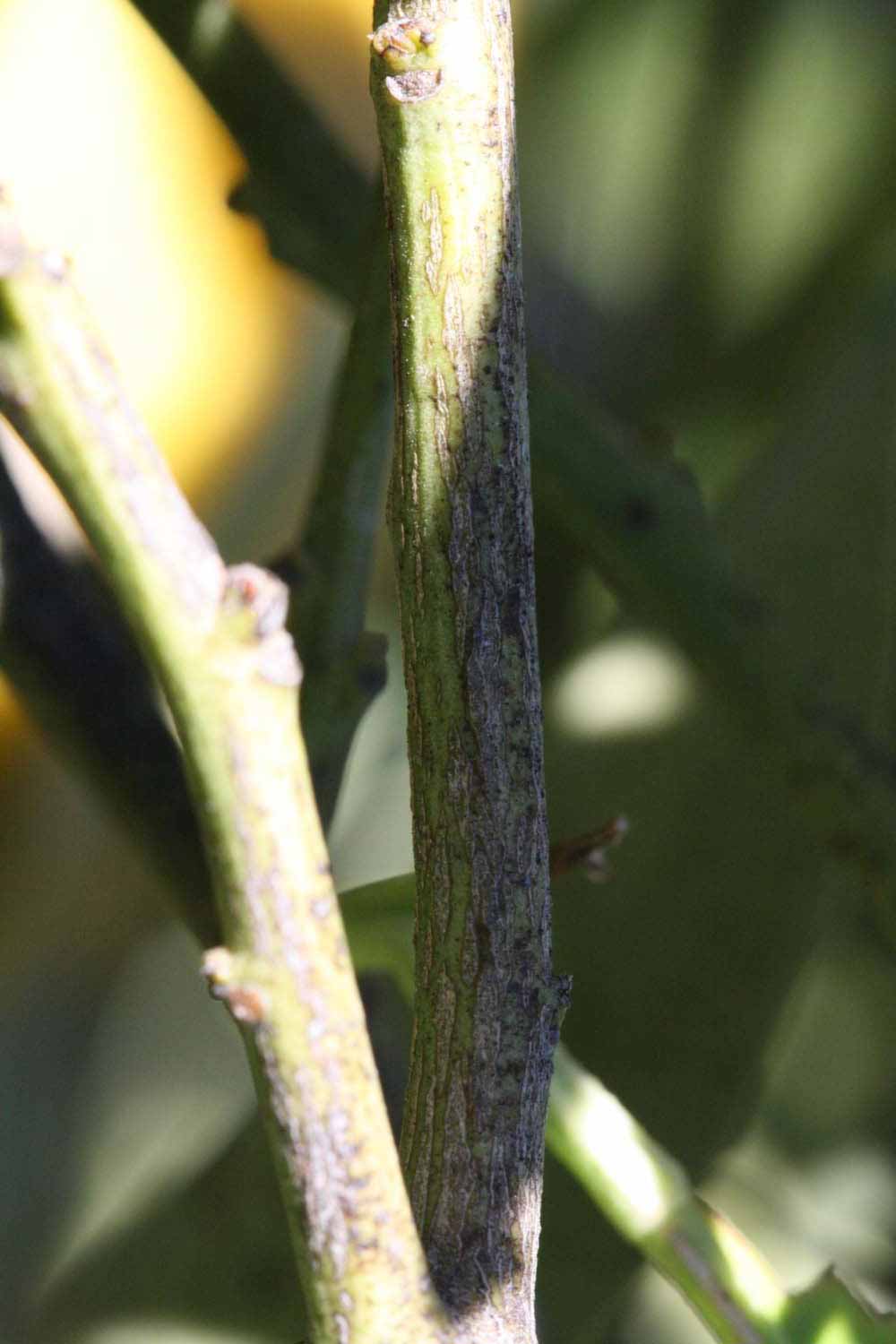              Second - third year twig (Riverside, CA)       